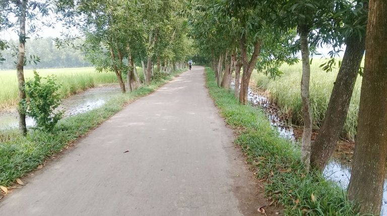 বিদেশি প্রজাতির গাছের বনায়নে দীর্ঘ মেয়াদি ক্ষতি