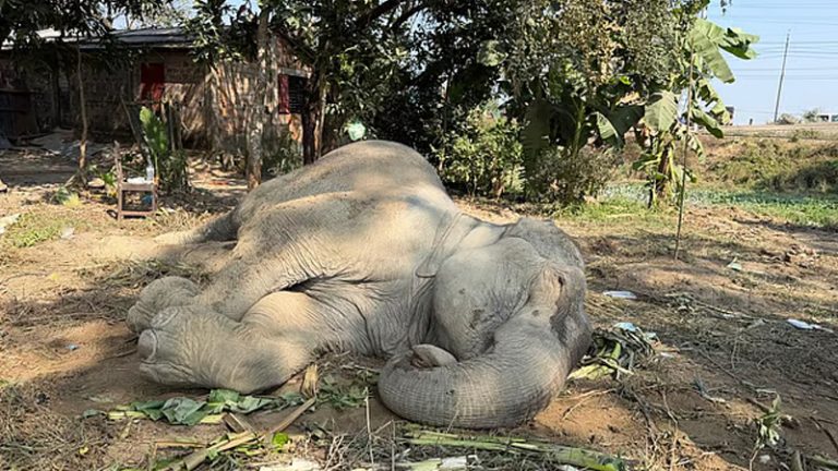 বাঁচানো গেল না ট্রেনের ধাক্কায় খাদে পড়া হাতিটিকে