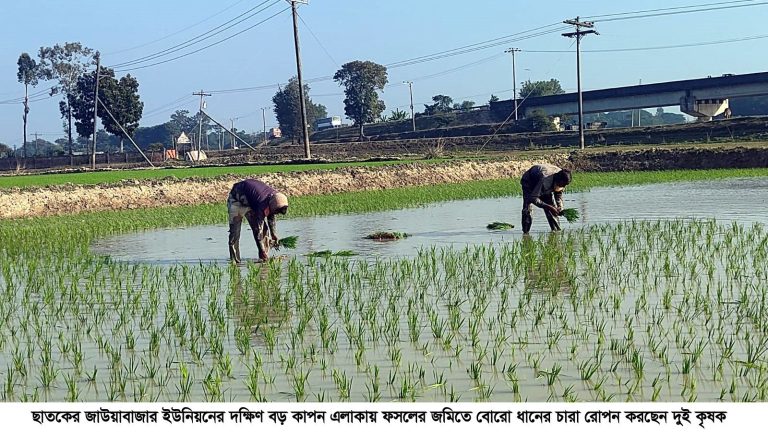 ছাতকের হাওরে বোরো আবাদে ব্যস্ত কৃষক, বাম্পার ফলনের স্বপ্নে মাঠজুড়ে উৎসব