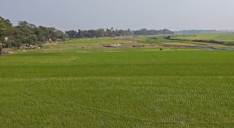 ধর্মপাশায় বৃষ্টিতে স্বস্তি, প্রাণ ফিরে পেল বোরো আবাদ