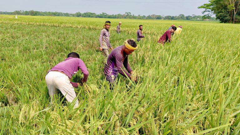 অতিবৃষ্টির শঙ্কায় শান্তিগঞ্জের হাওরে বোরো ধান কাটায় অনিশ্চয়তা
