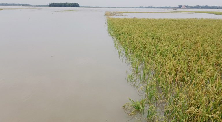 টানা বৃষ্টি ও পাহাড়ি ঢলে নিমজ্জিত হচ্ছে বোরোধান, কৃষকরা হতাশ
