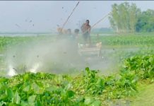 কচুরিপানায় অতিষ্ঠ লাখাইয়ের কৃষক, দেশীয় প্রযুক্তিতে তৈরি আধা-স্বয়ংক্রিয় যন্ত্রে মিলছে সমাধান